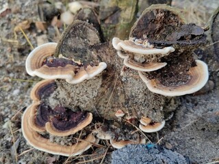 A large mushroom with brown and white spots is growing on a log. The mushroom is surrounded by dirt and grass. Selective focus.