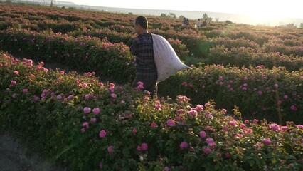 Damask Rose cultivation and harvesting. Cosmetics and perfume industry, rose oil