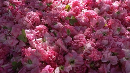 Rose petals for the production of essential oil, perfumes, hydrolate, tea or jam