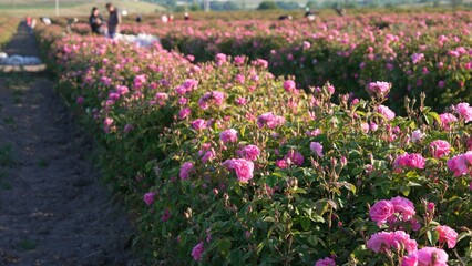 Rose Fields. Rose petal harvesting and attar distillation in Bulgaria. Attar of roses