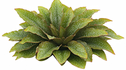 Close-up of a lush green plant with white dots on a PNG transparent background
