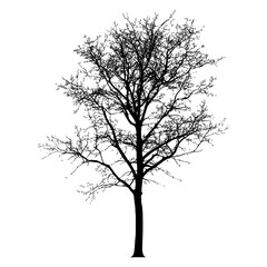 Obraz premium Fir Tree silhouette tree illustration vector
