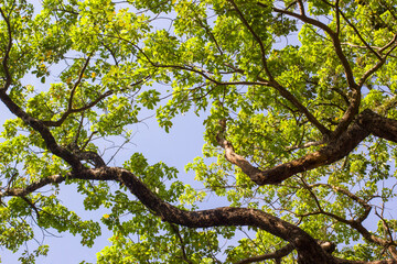 tree branches against blue sky