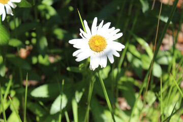 white daisy flower