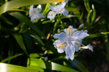 日本、大阪市、靱公園、観光スポット、花、植物、綠色、都市公園、総合公園、風景、写真素材