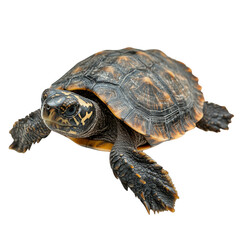 Obraz premium A detailed close-up of a turtle with textured shell and limbs, showing distinctive yellow and orange markings on its head and shell. Png, Transparent background.