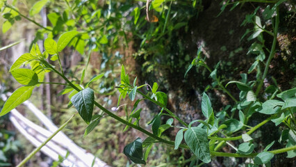 A vibrant green vine with broad leaves grows against a moss-covered, dark stone wall, with other foliage in the background.