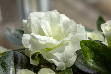 Beautiful white azalea flower, selective focus. Blossoming white Rhododendron in sunlight.