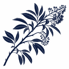 black and white barberries