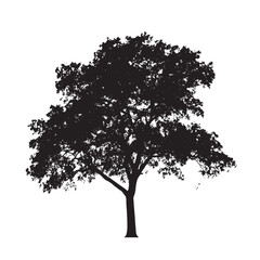 Fototapeta premium Leafless Alder Tree Silhouette Isolated Clipart