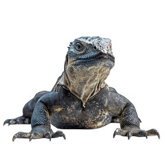 Obraz premium A detailed close-up of a large lizard with textured scales, sharp claws, and a focused gaze. Png, Transparent background.