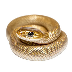 Fototapeta premium A coiled golden snake with shiny scales and a focused eye is resting in a circular shape. Png, Transparent background.