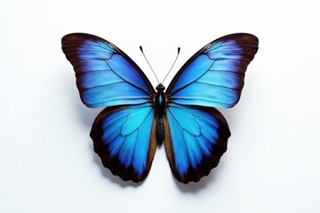 Single blue morpho butterfly, sharp detail, pure white backdrop , white, fauna