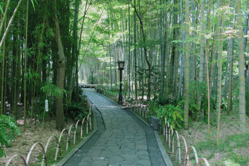 日本：竹林の小径／緑に包まれた石畳の遊歩道／静岡県伊豆市修善寺