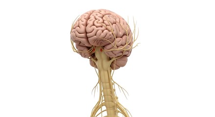 Human Brain Anatomy with Nerves and Spinal Cord