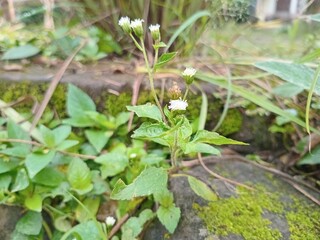 green plants in the garden
