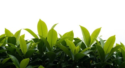 Fototapeta premium Lush green leaves reach towards a bright, white background.