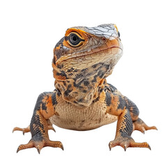 Obraz premium A close-up of a colorful, detailed lizard with textured scales and vivid orange, black, and beige patterns on its body and face. Png, Transparent background.