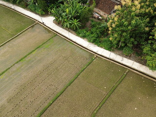 Rural Village Houses Surrounded by Lush Paddy Fields and Green Nature