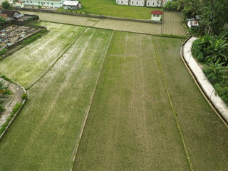 Fototapeta premium Rural Village Houses Surrounded by Lush Paddy Fields and Green Nature