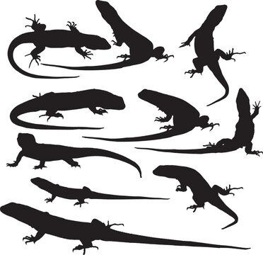 Vector Silhouette Collection: Clean and Bold Designs Lagartos aislados sobre fondo blanco.