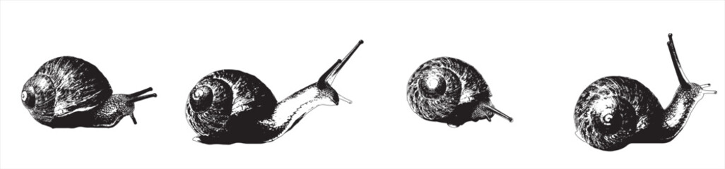 Snail Vector Illustration, Black and White on White Background.