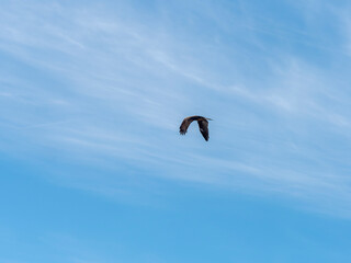 青空を飛ぶトンビ