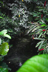 christmas tree in the forest