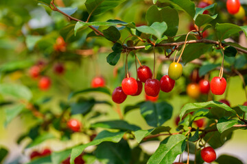 Close-up photo of red Autumn oleaste (Elaeagnus umbellata) tree fruit growing in early summer