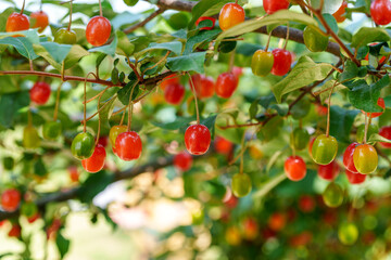 Close-up photo of red Autumn oleaste (Elaeagnus umbellata) tree fruit growing in early summer