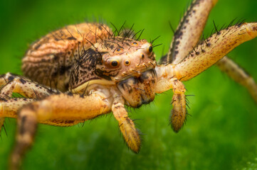 Macrophotography of a Crab Spider with green natural background.