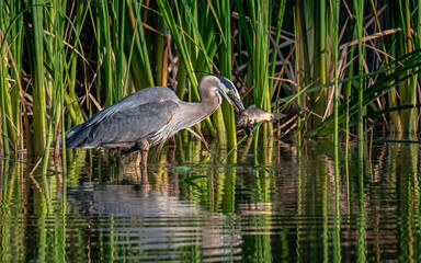 Great Blue Heron (Ardea herodias) with caught fish in its beak