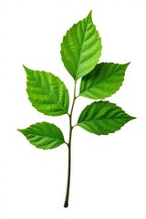 Obraz premium Single isolated branch on white background with subtle leaf veins, Leafy, Isolated, Branches