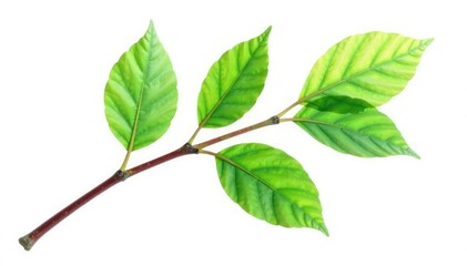 Obraz premium Single isolated branch with leaves on white background, garden, botanical