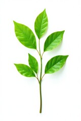 Fototapeta premium Single isolated branch with green leaves on white background, natural elements, foliage, tree