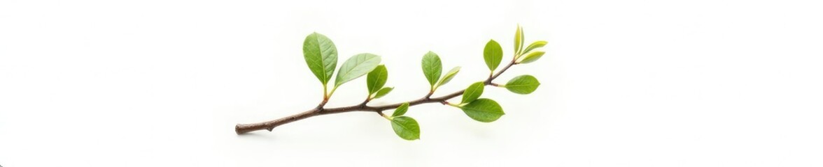 Fototapeta premium Single isolated branch with seeds on white background, branch, growth