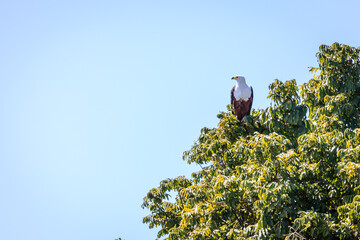 African fish eagle