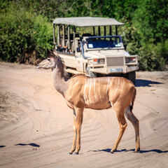 Wildlife safari in Chobe National Park