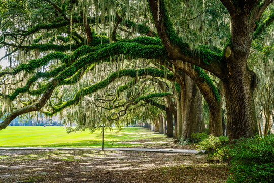 Forsyth Park