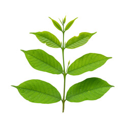 Green leaf branch isolated on transparent background, PNG Format