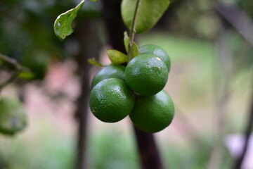 green lemons on the tree, Lemon fruits green and water droplets on surface, green plant background, Fresh lime and lime leaves