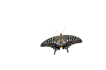 羽を広げて飛ぶアゲハチョウ