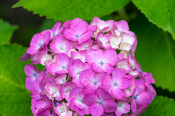 濃いピンク色のアジサイの花