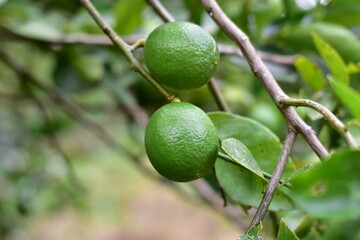 green lemons on the tree, Lemon fruits green and water droplets on surface, green plant background, Fresh lime and lime leaves