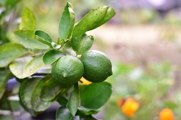 green lemons on the tree, Lemon fruits green and water droplets on surface, green plant background, Fresh lime and lime leaves