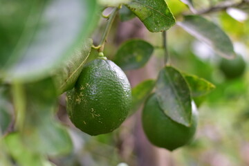 green lemons on the tree, Lemon fruits green and water droplets on surface, green plant background, Fresh lime and lime leaves