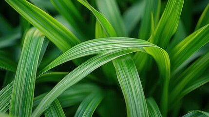 Obraz premium Lush Green Plant with Striking Veins.