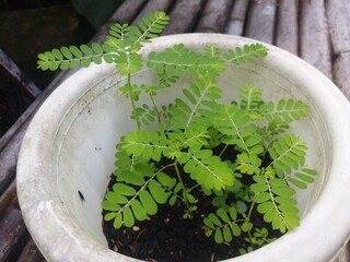 Meniran (Phyllanthus urinaria) Meniran is generally not kept, because it is considered a common grass plant.Herbal plant fir traditional medicine