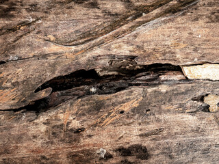 Weathered and Decaying Wooden Surface for aesthetic grunge background