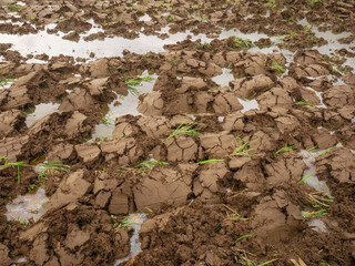 wet clay soil after being dug to prepare for planting rice in the fields